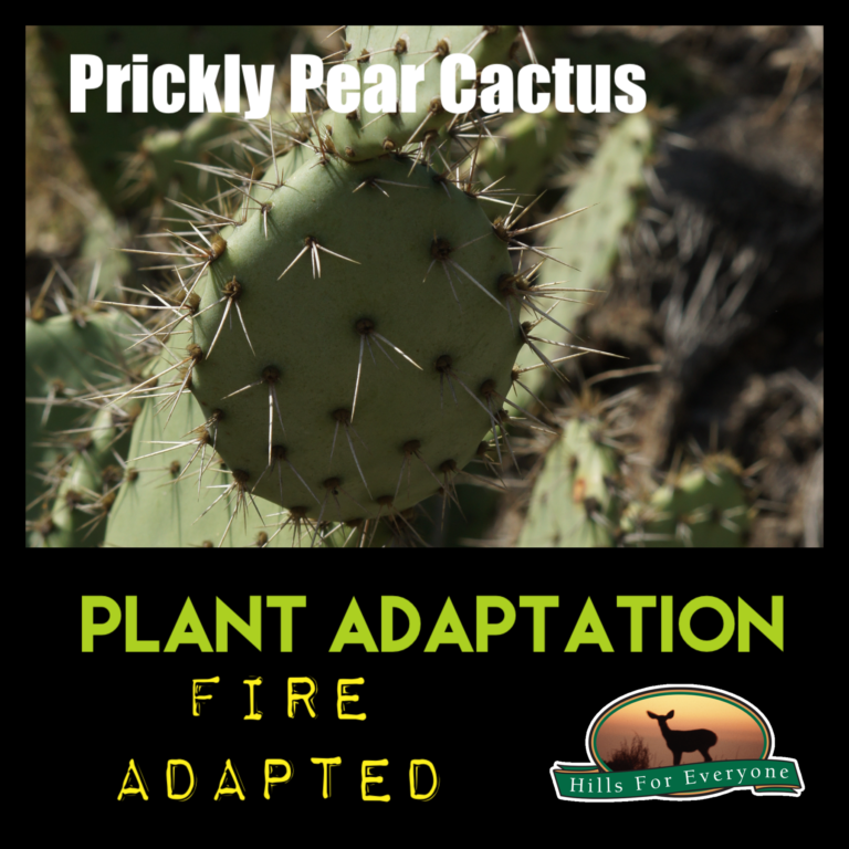 Plant Adaptations: Fire Adapted | Hills For Everyone