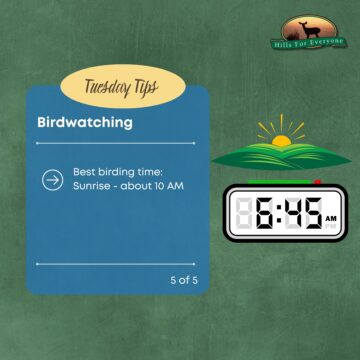 Birdwatching Tips 5 of 5