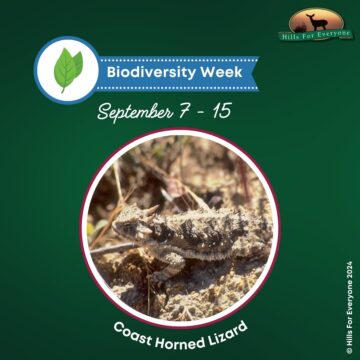 Sept. 10 – Coast Horned Lizards