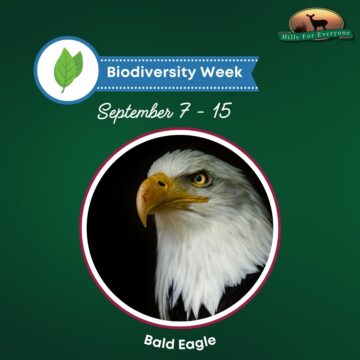 Sept. 11 – Bald Eagle