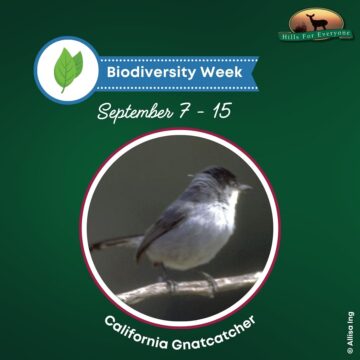 Sept. 9 – CA Gnatcatchers