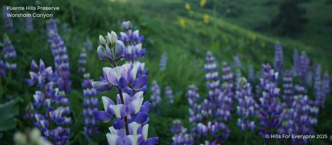 Lupin