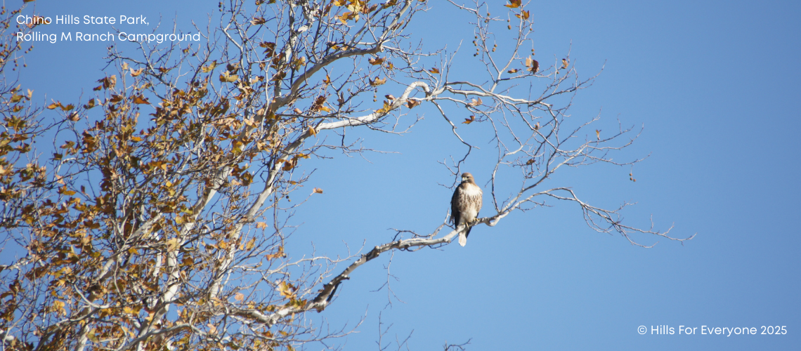 Red Shouldered Hawk