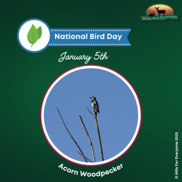 National Bird Day – January 5