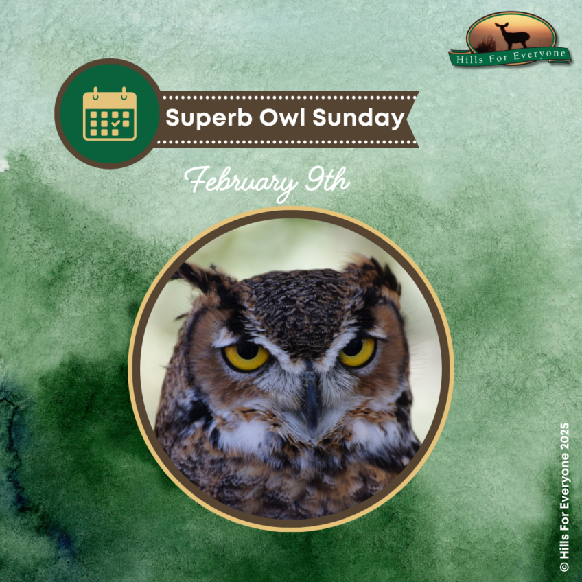 Superb Owl Sunday